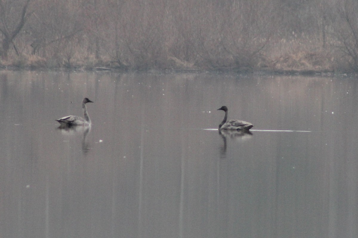 Tundra Swan - ML646520529