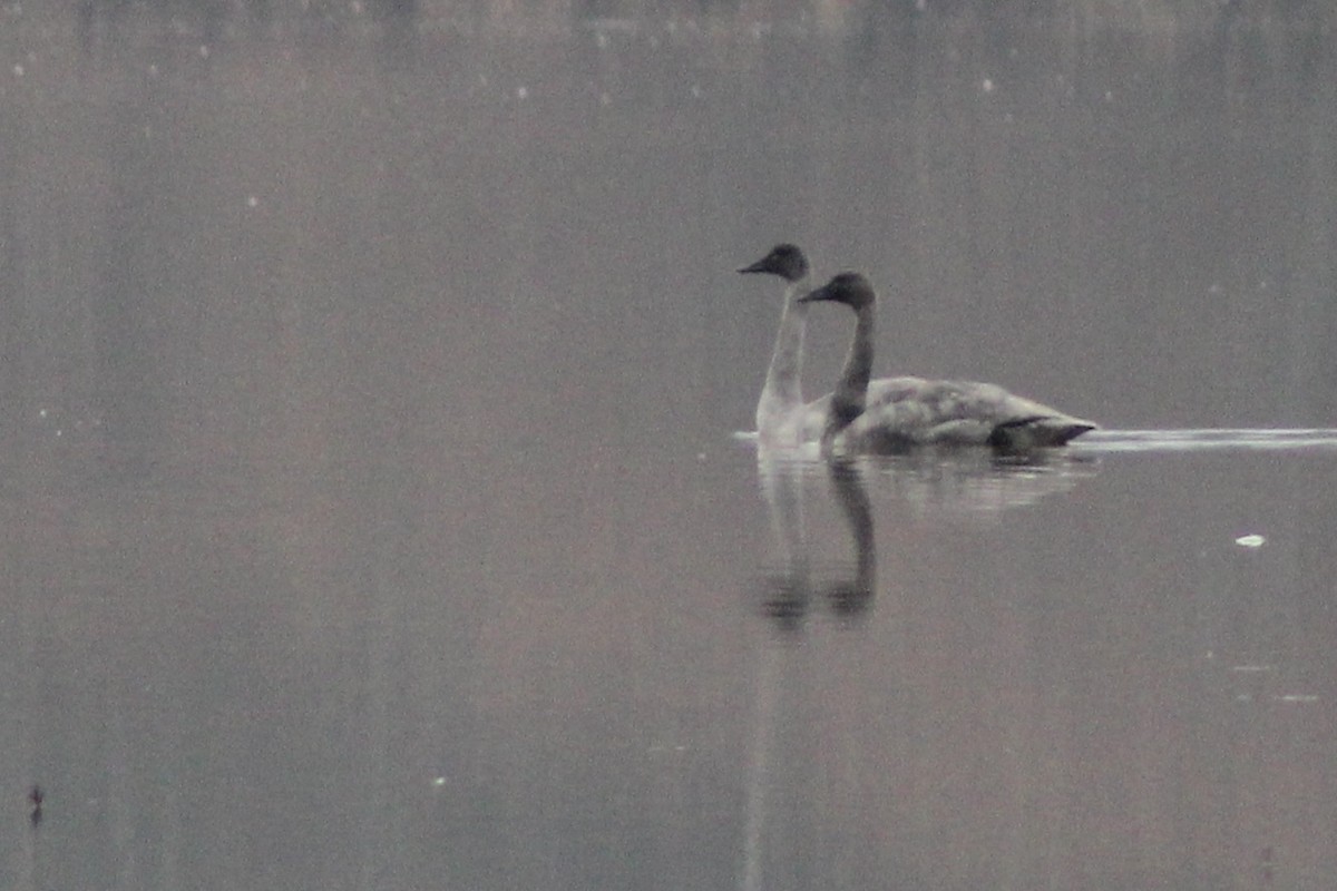 Tundra Swan - ML646520531