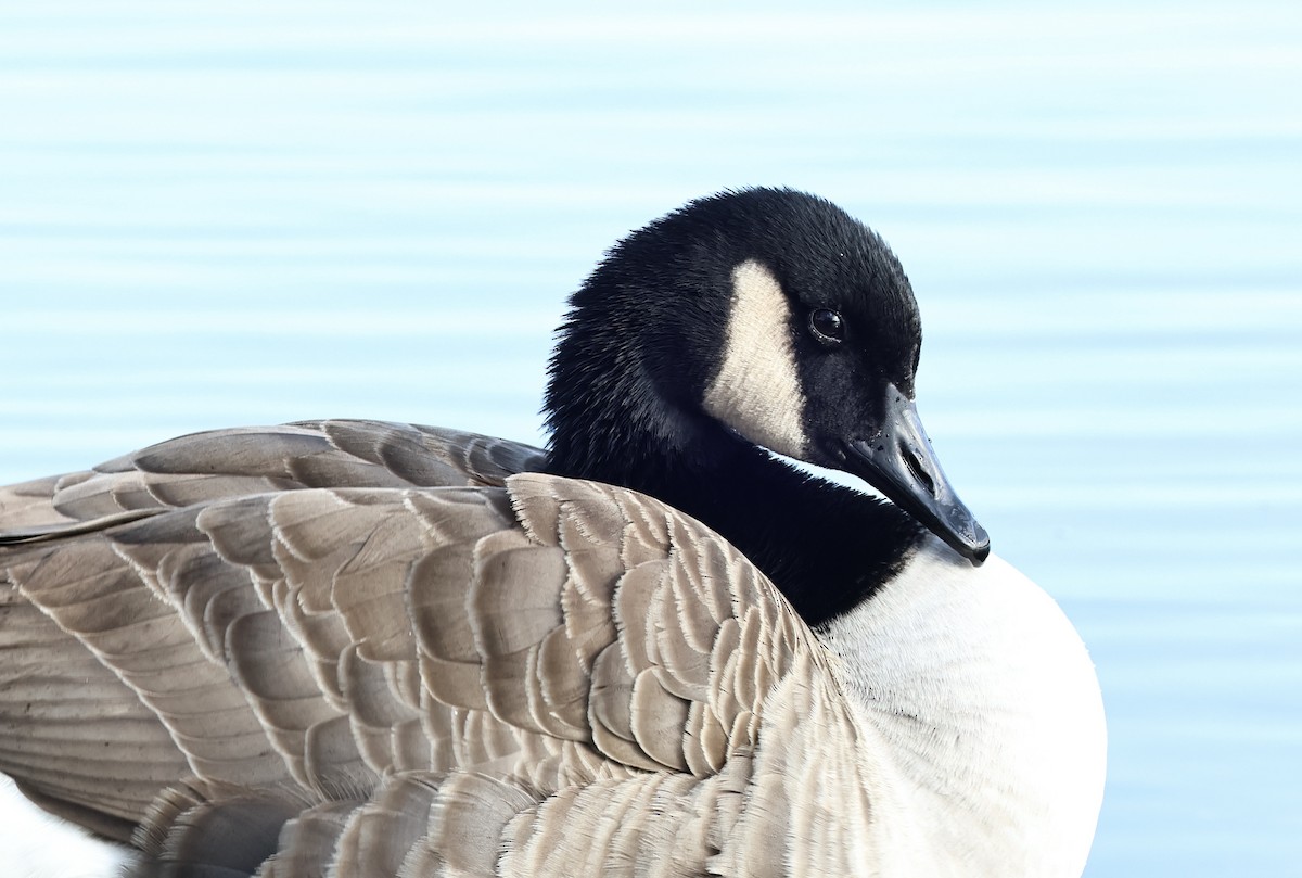 ברנטה קנדית - ML646520533