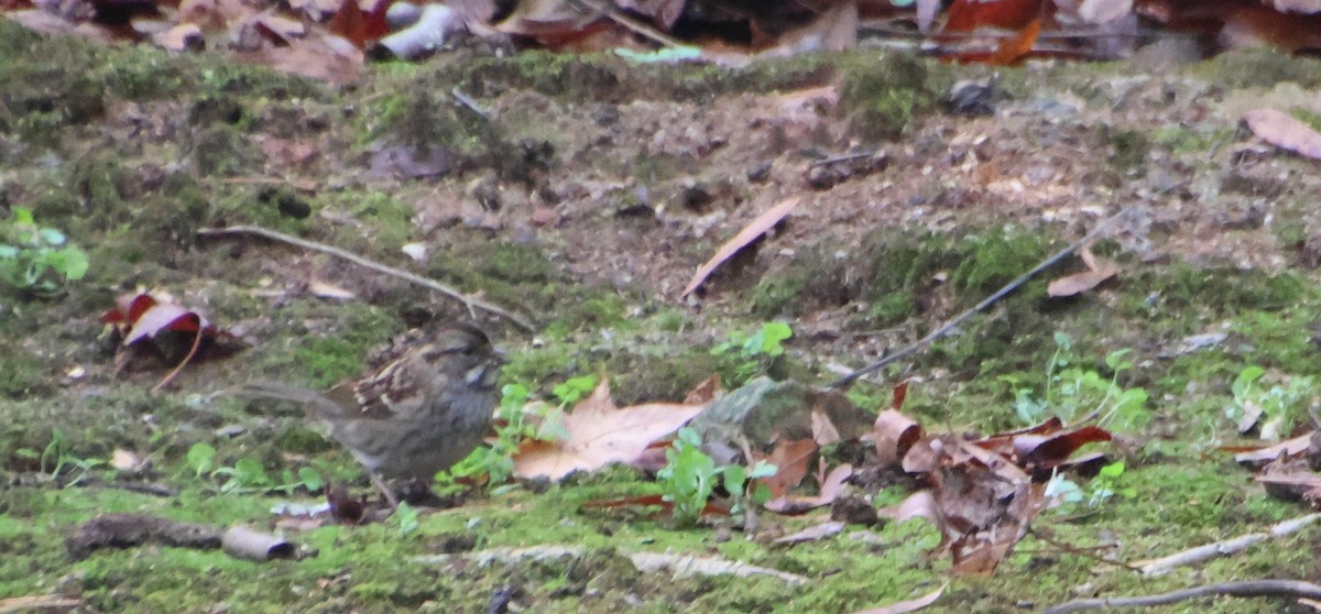 White-throated Sparrow - ML646520534