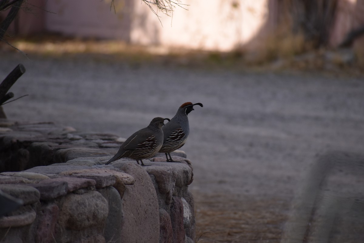 Gambel's Quail - ML646520535