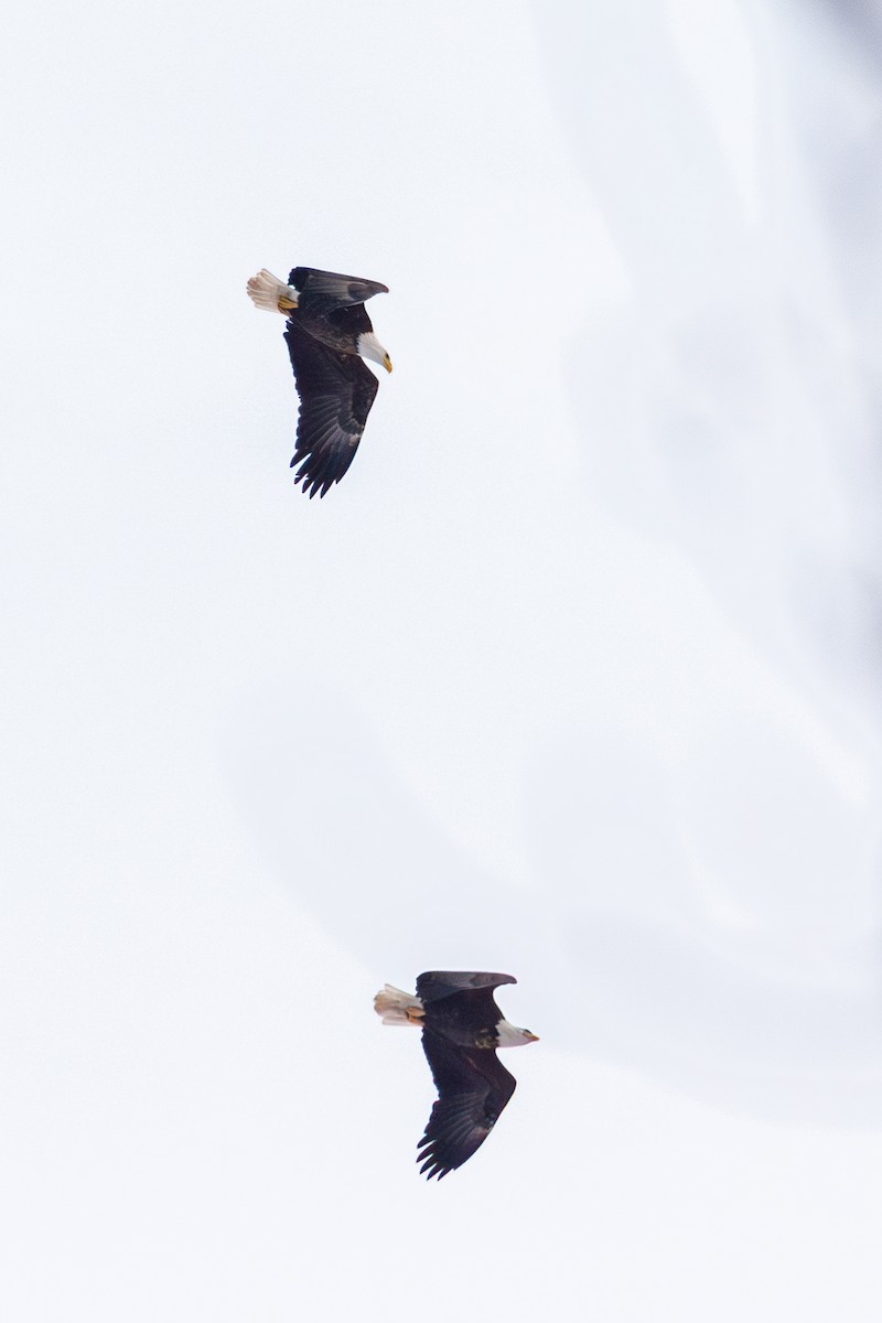 Bald Eagle - ML646520540