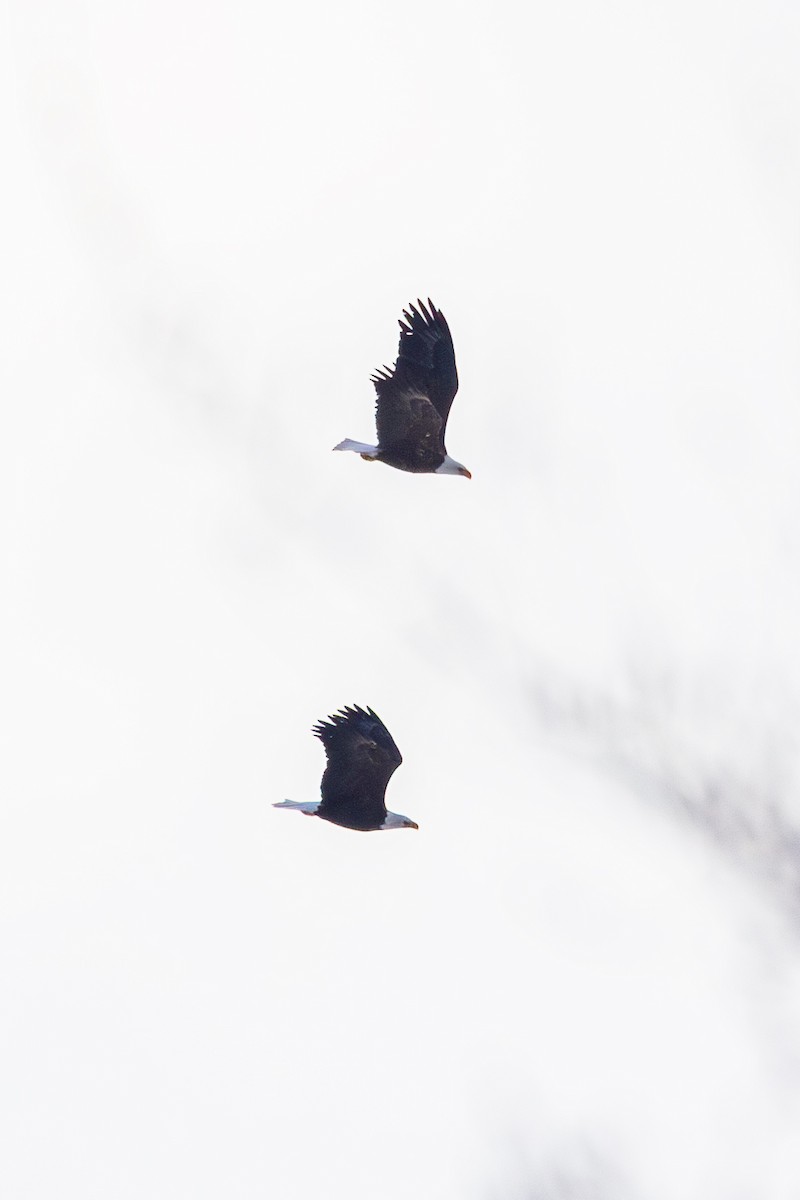 Bald Eagle - ML646520541