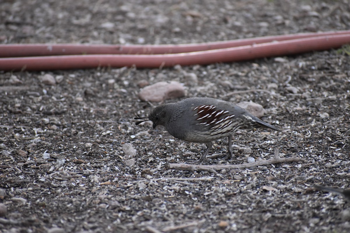 Gambel's Quail - ML646520543