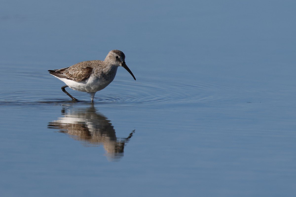 Хадуур элсэг - ML646520548