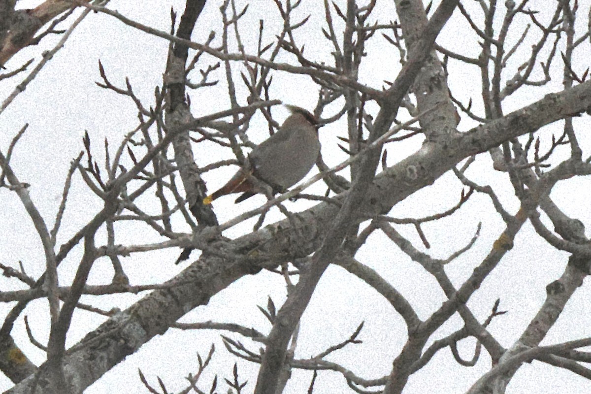 Шивэр энхэт бялзуухай - ML646520552