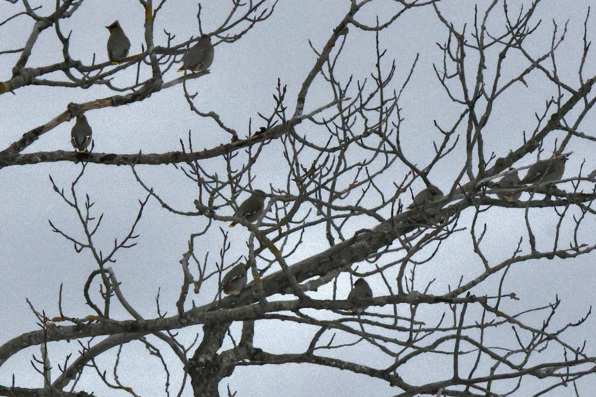 Шивэр энхэт бялзуухай - ML646520553