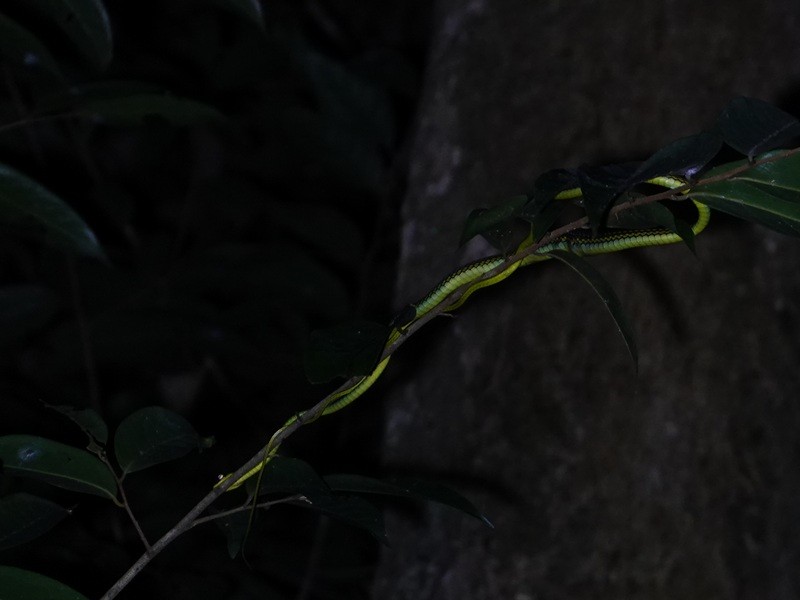 Bronzebacks - ML646520554