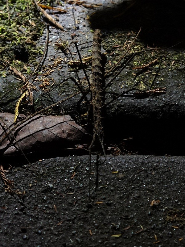 Insects - ML646520558