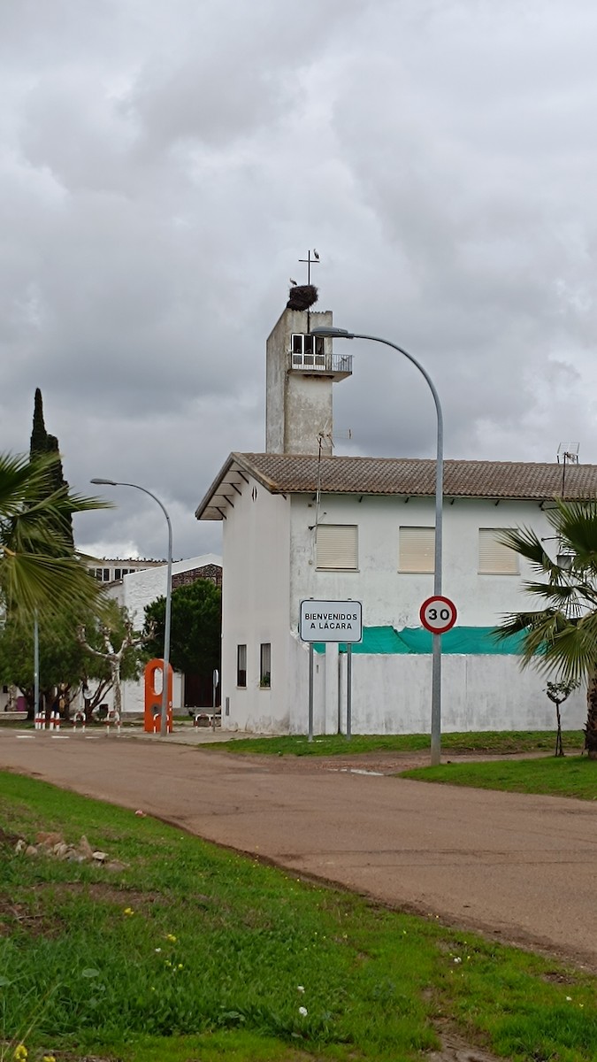 White Stork - ML646520568