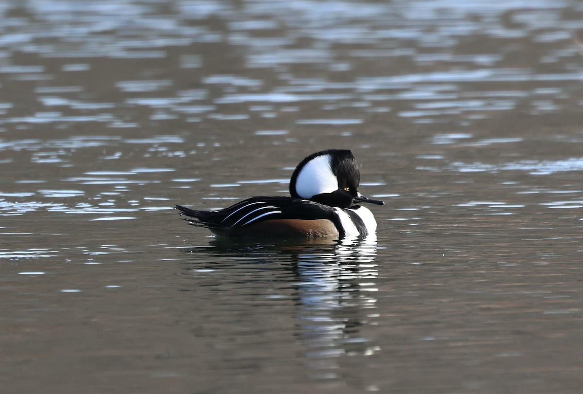 מרגון מקושט - ML646520571