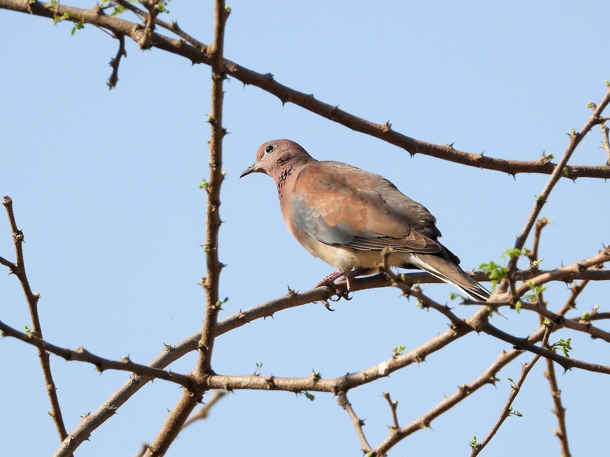 Laughing Dove - ML646520572