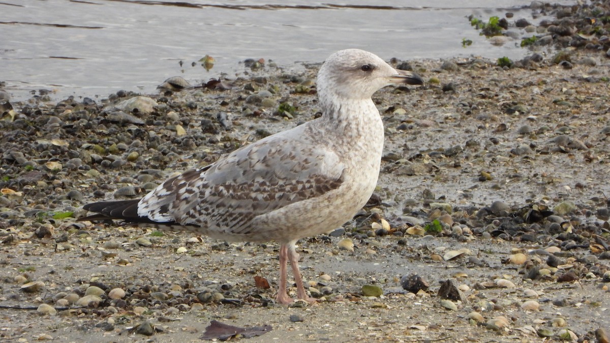 European Herring Gull - ML646520573