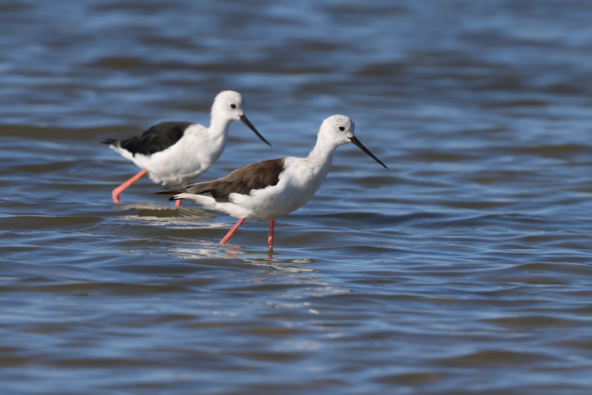 Эгэл хилэн жигүүр - ML646520576