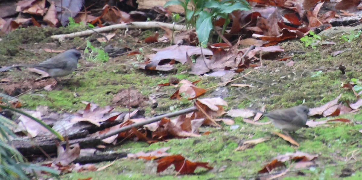 Dark-eyed Junco - ML646520577