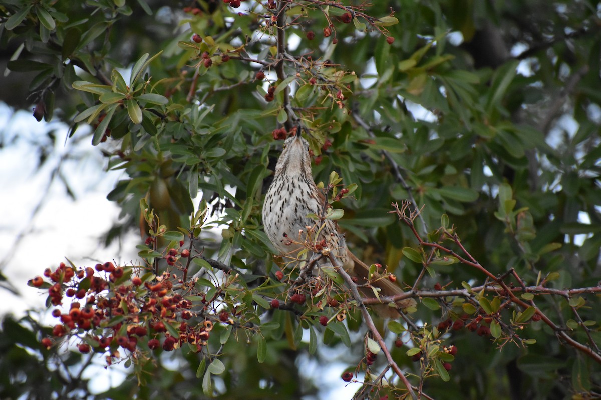 דשוש חום - ML646520582