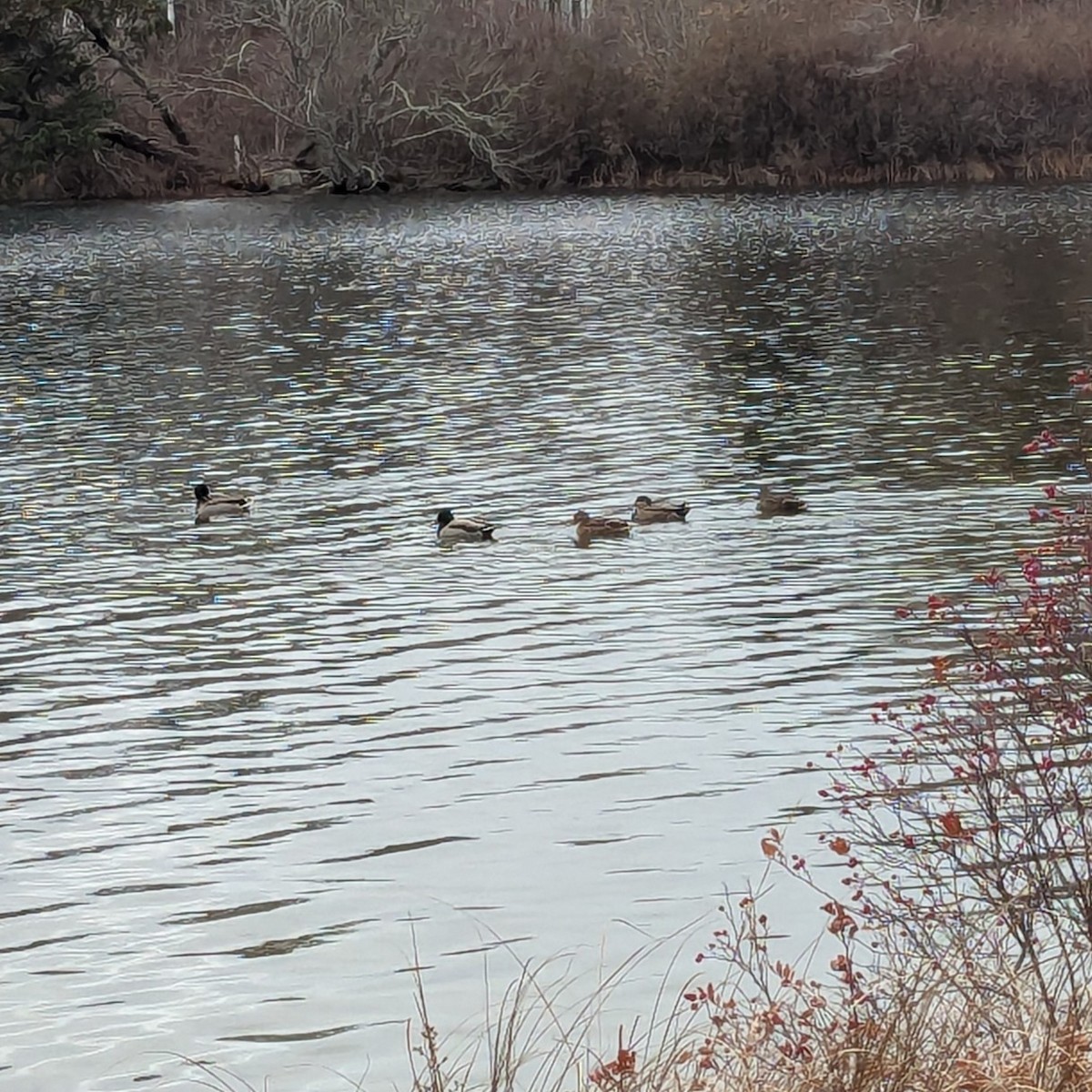 kachna divoká - ML646520584