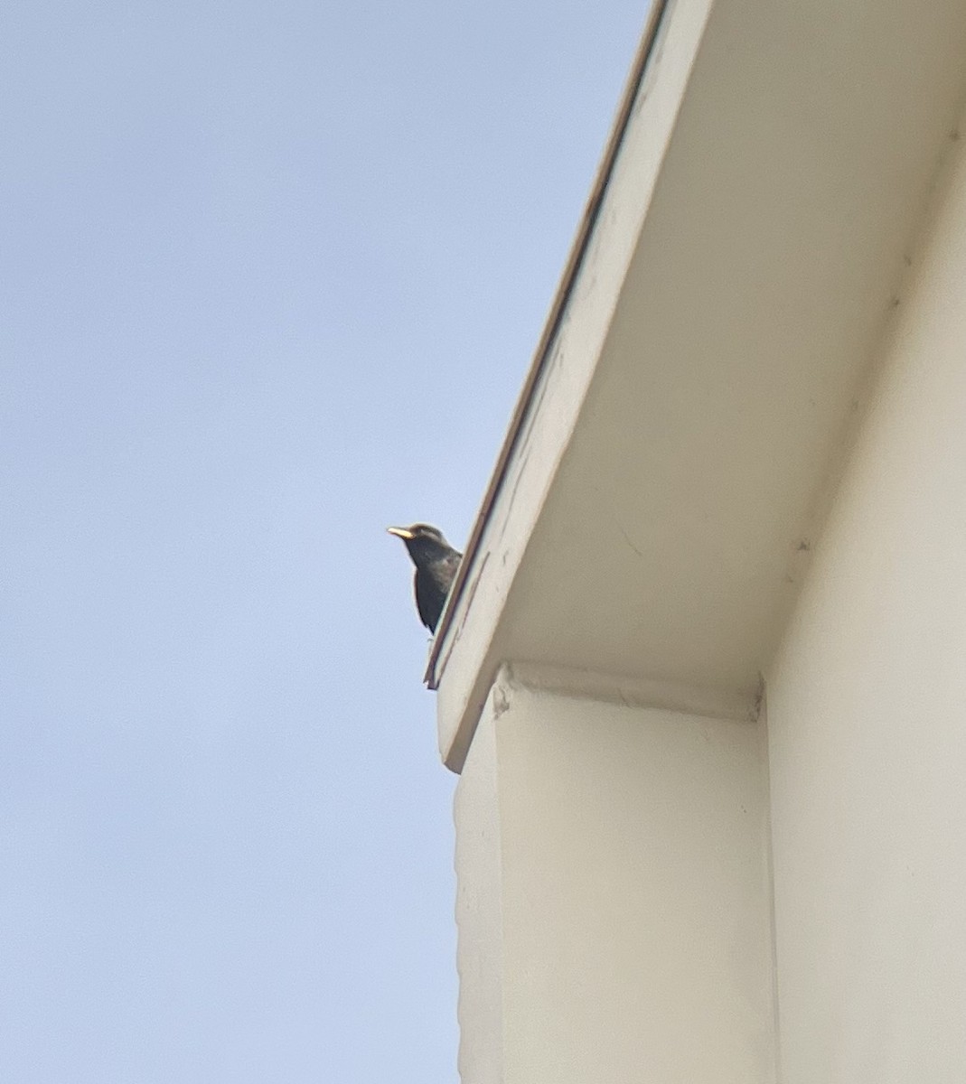 Fish Crow - ML646520592