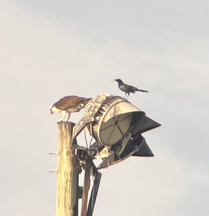 Fish Crow - ML646520593