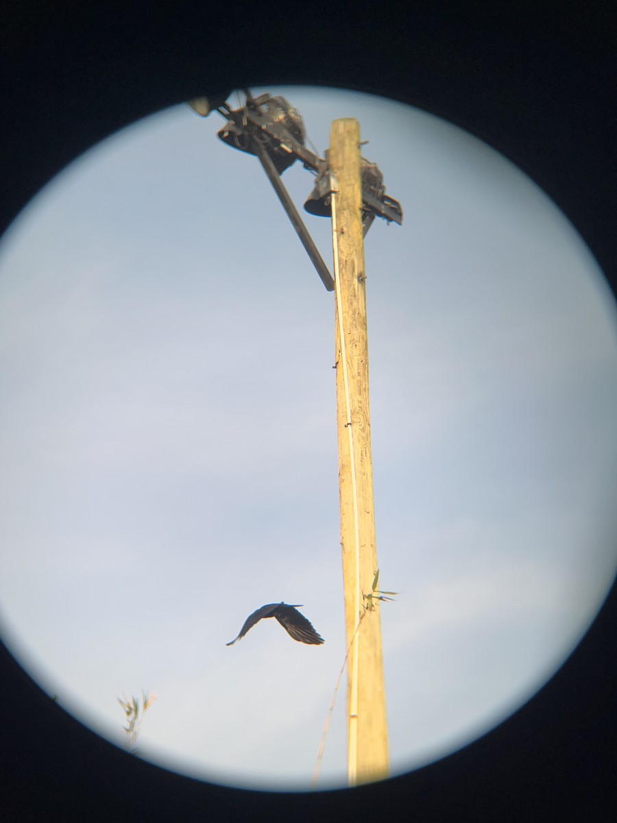 Fish Crow - ML646520594