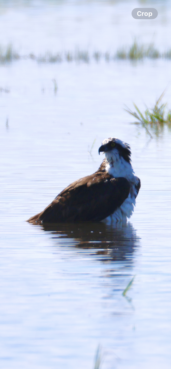 Arrano arrantzalea - ML646520599