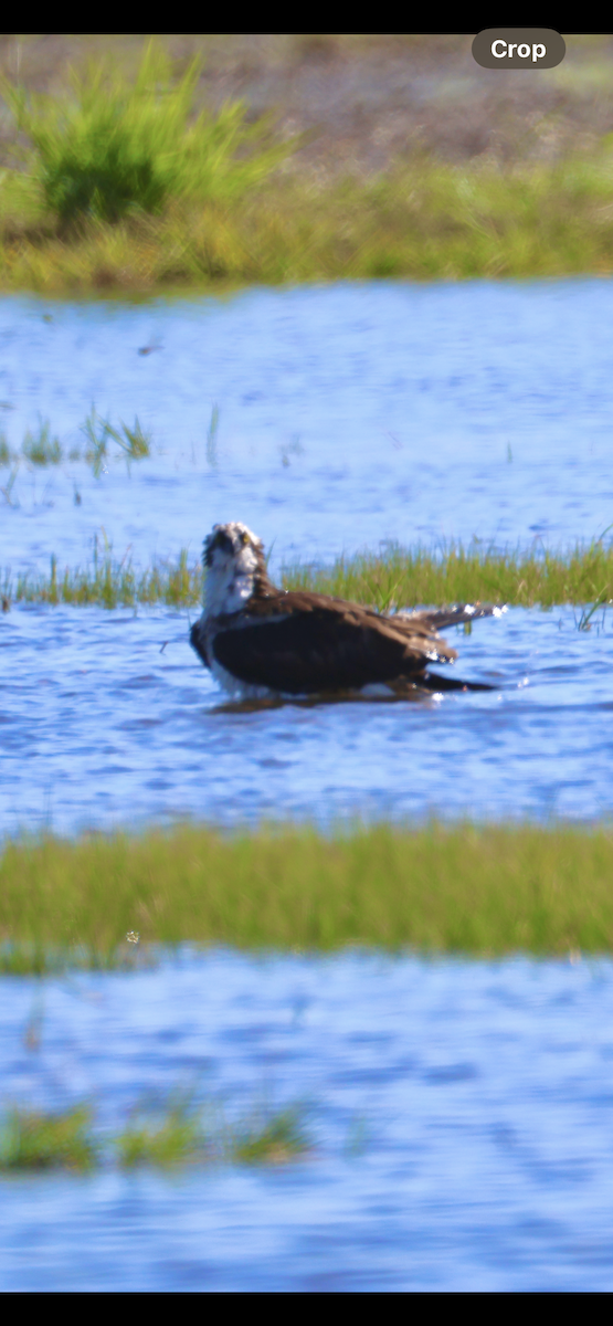 Arrano arrantzalea - ML646520600