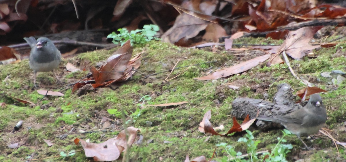 Dark-eyed Junco - ML646520601
