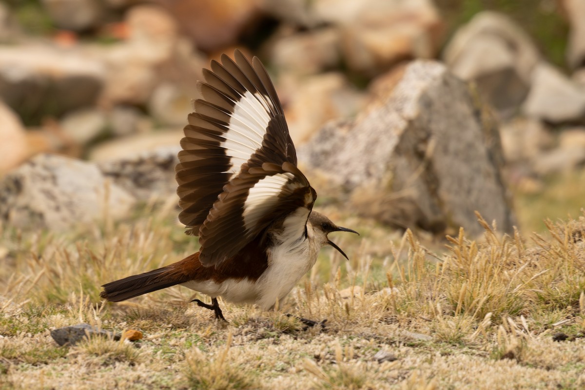 Weißbauch-Uferwipper - ML646520608