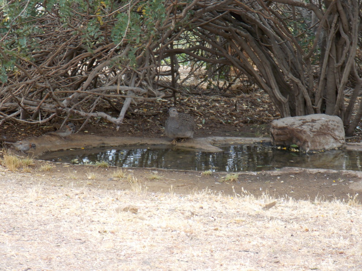 Chilean Tinamou - ML646520611