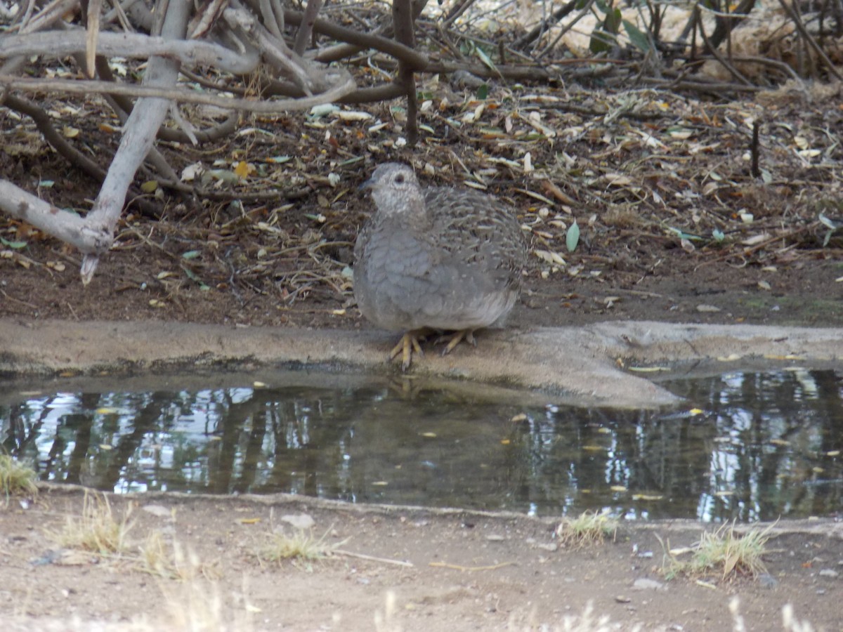 Chilean Tinamou - ML646520612