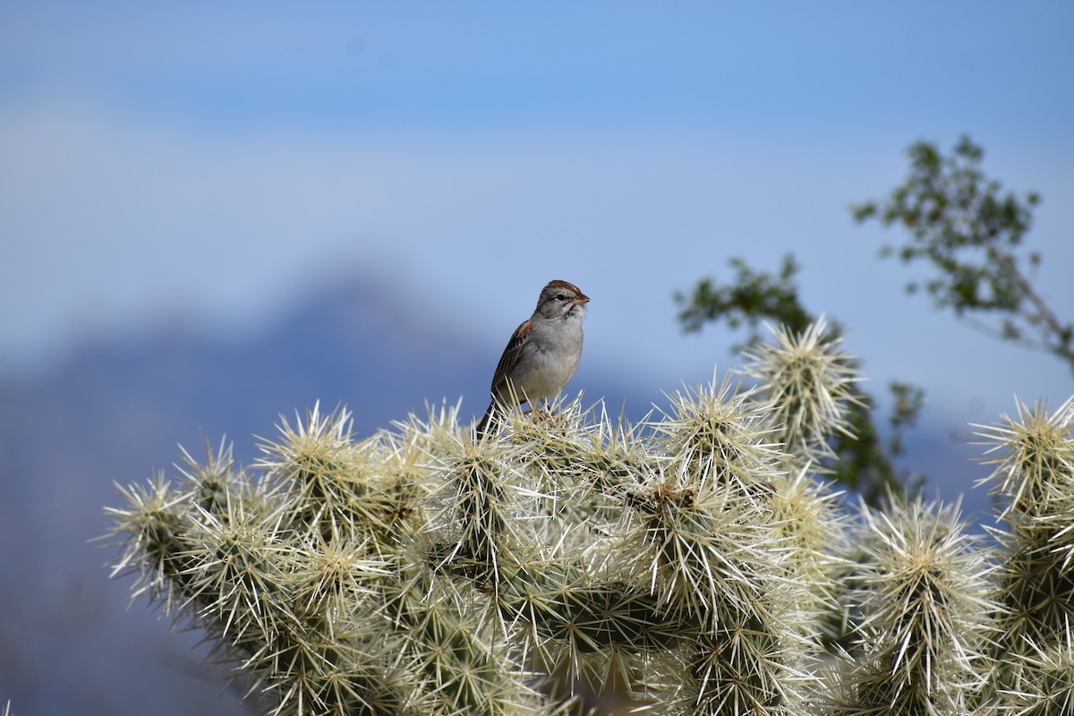 Rufous-winged Sparrow - ML646520613