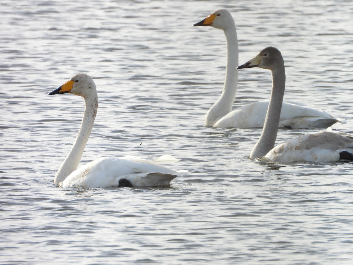 labuť zpěvná - ML646520614