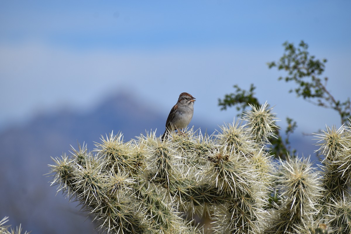 Rufous-winged Sparrow - ML646520615