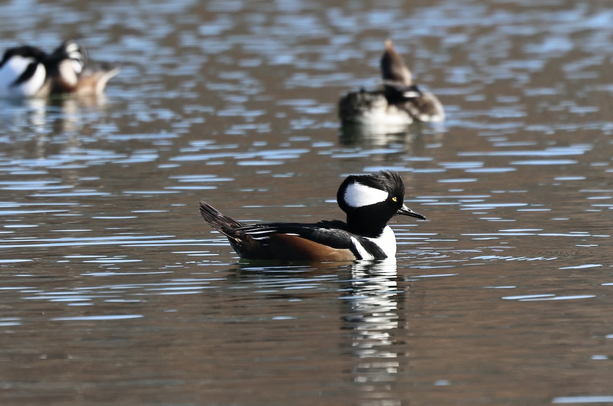 מרגון מקושט - ML646520616