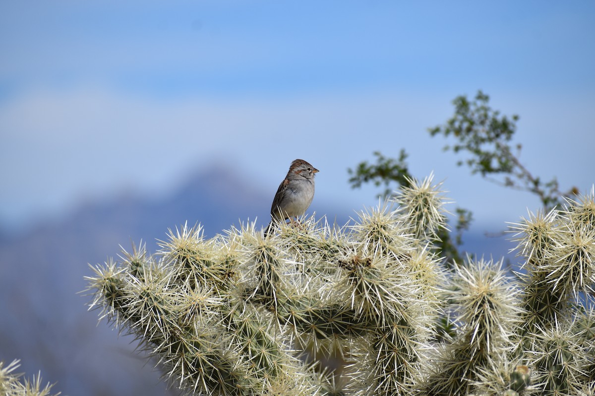 Rufous-winged Sparrow - ML646520618