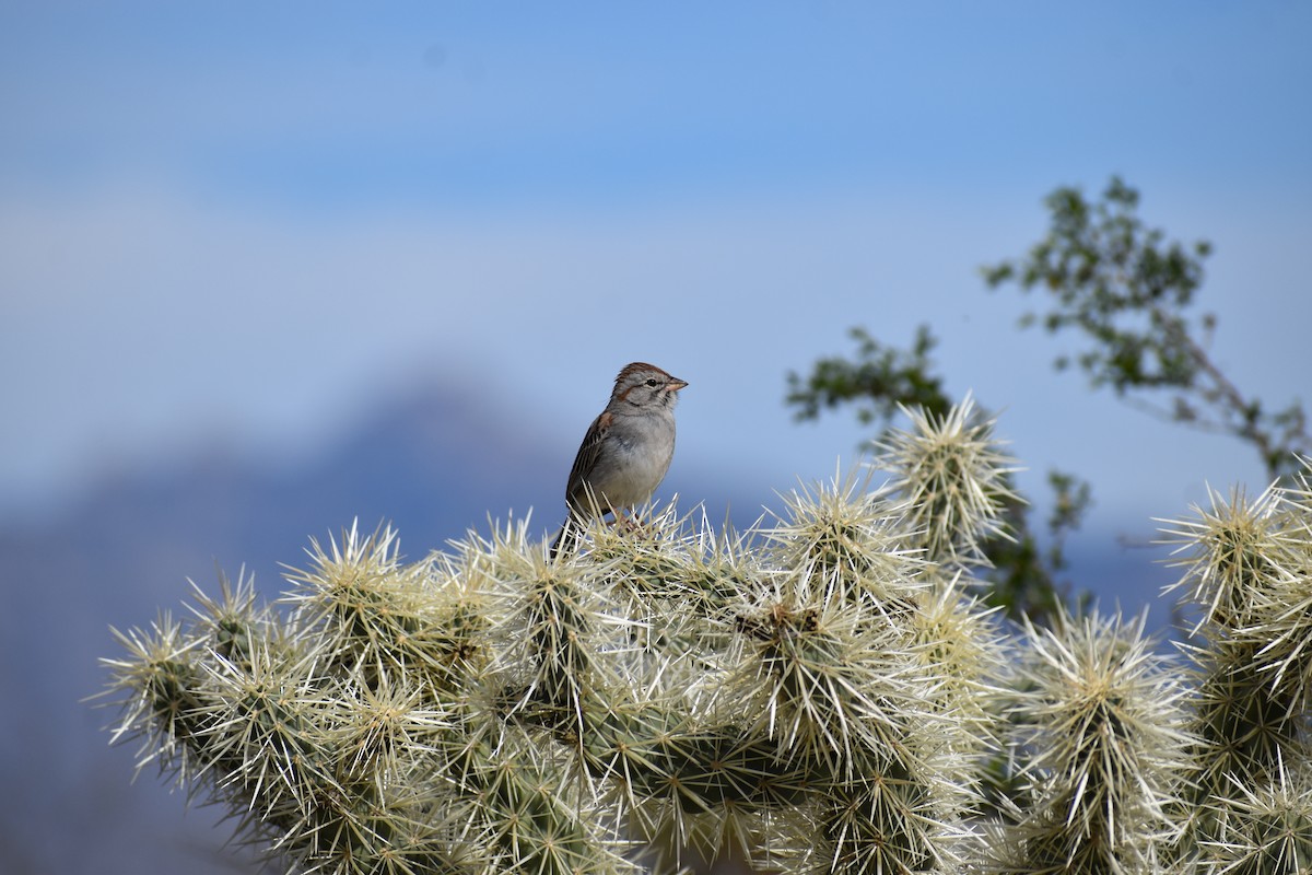 Rufous-winged Sparrow - ML646520621