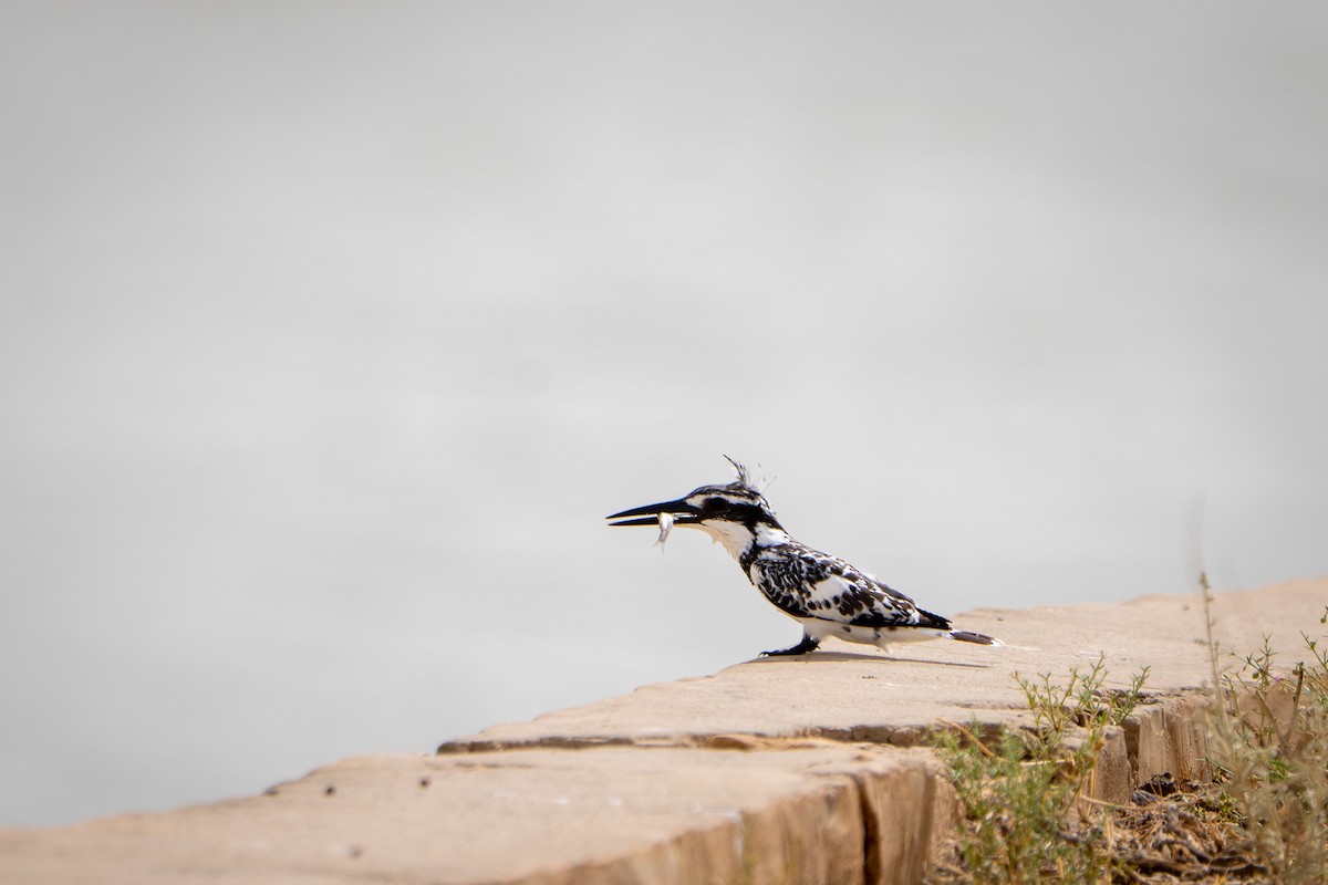 Рибалочка строкатий - ML646520622