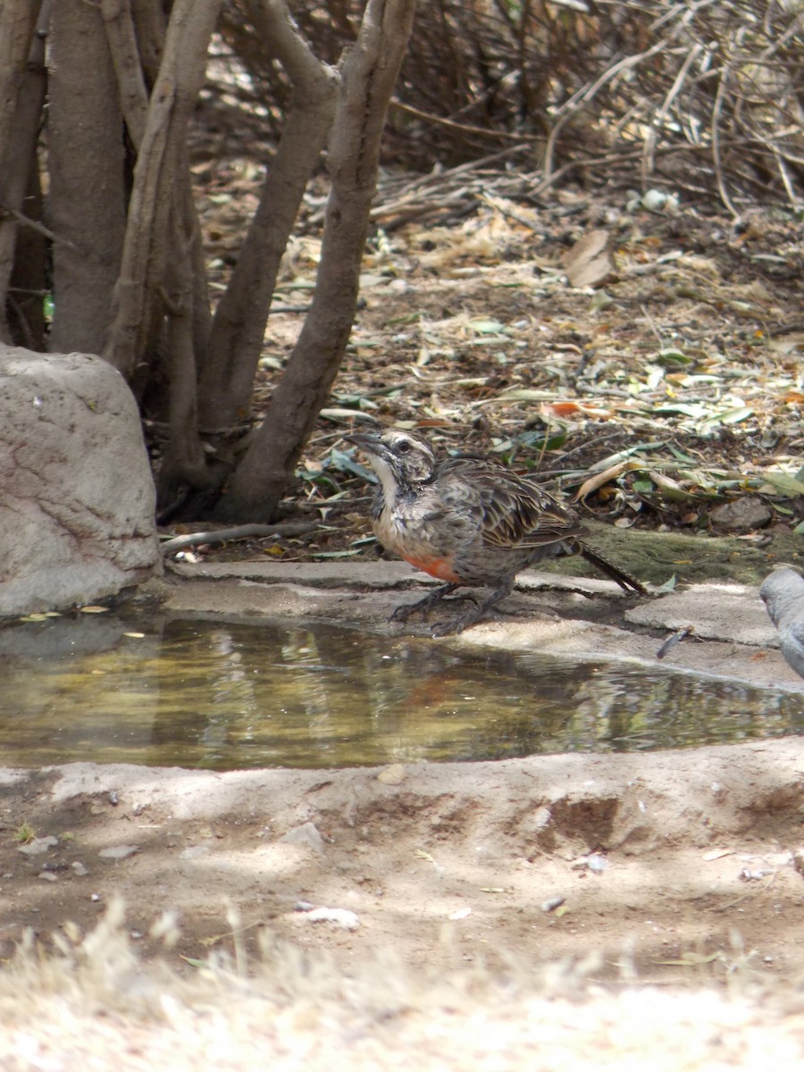 Long-tailed Meadowlark - ML646520625