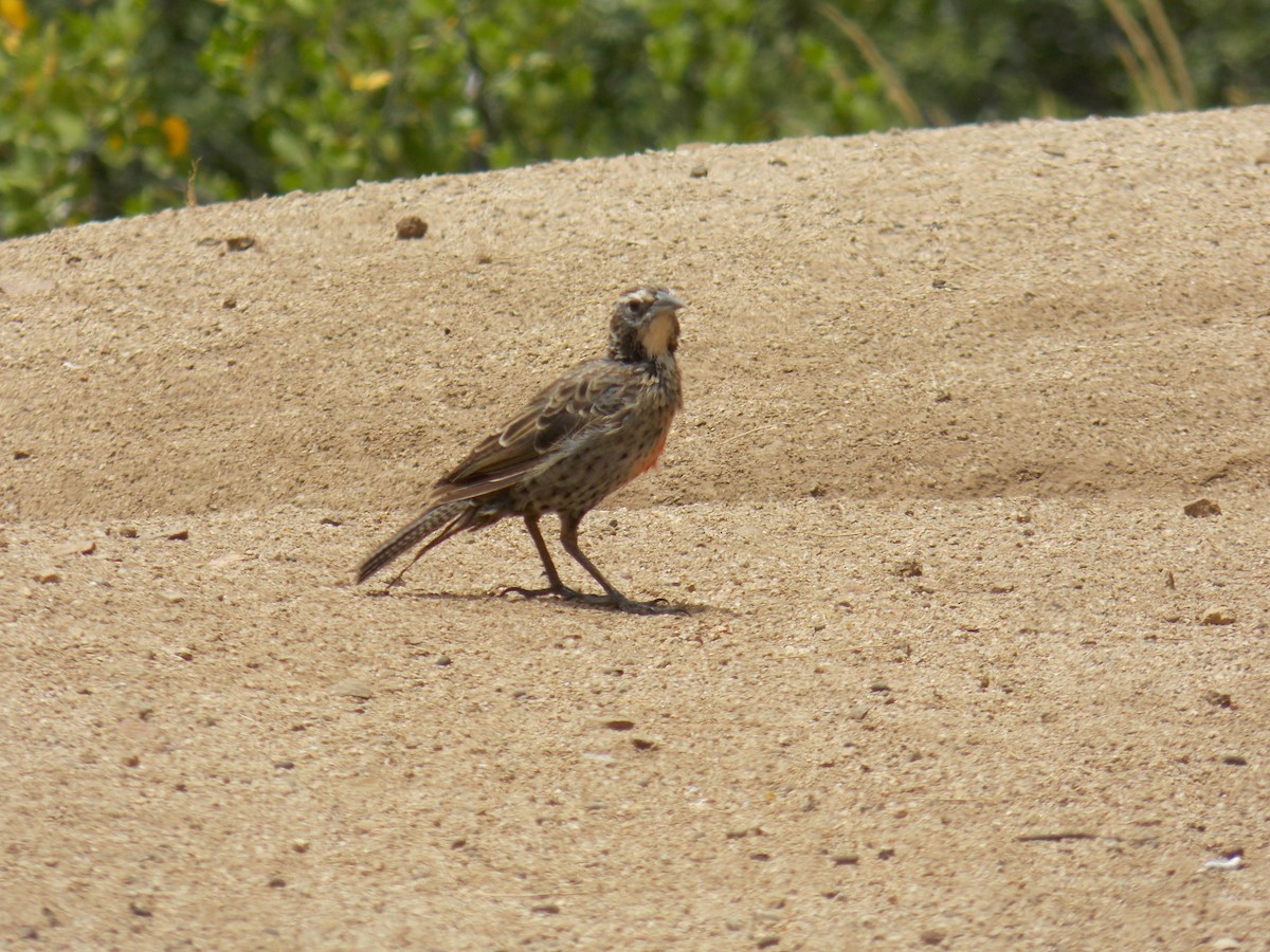 Long-tailed Meadowlark - ML646520626