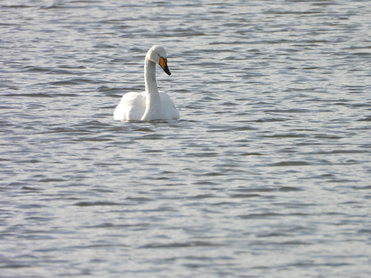 labuť zpěvná - ML646520636