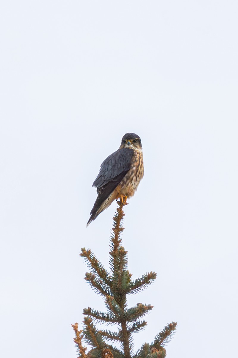 Merlin - ML646520637