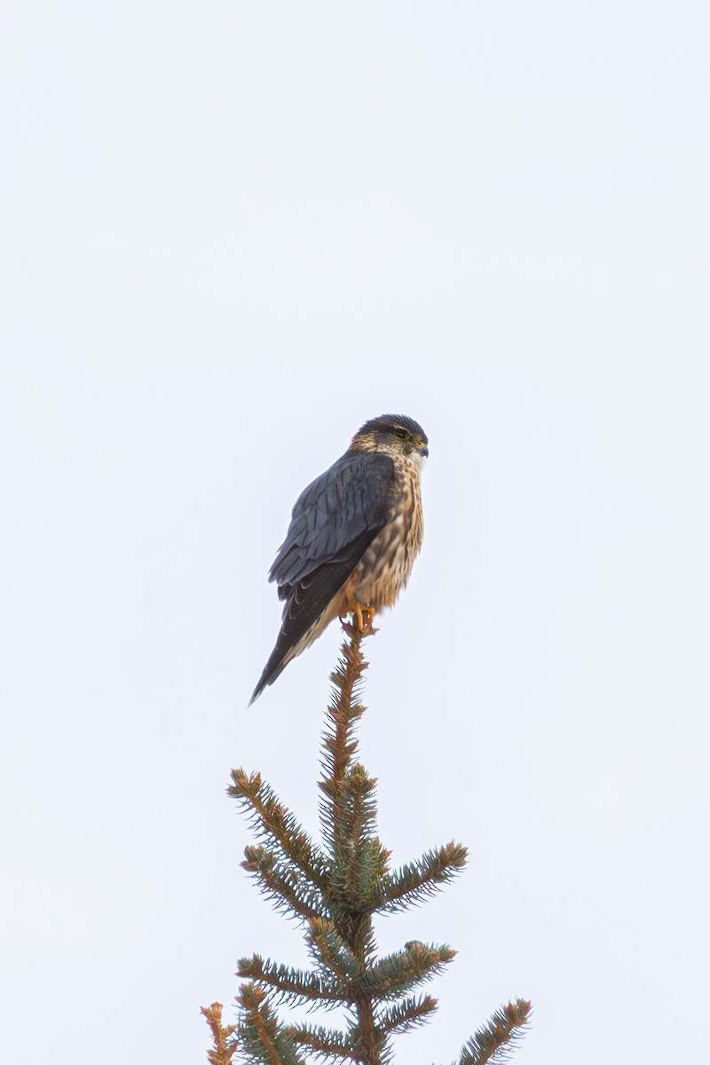 Merlin - ML646520638