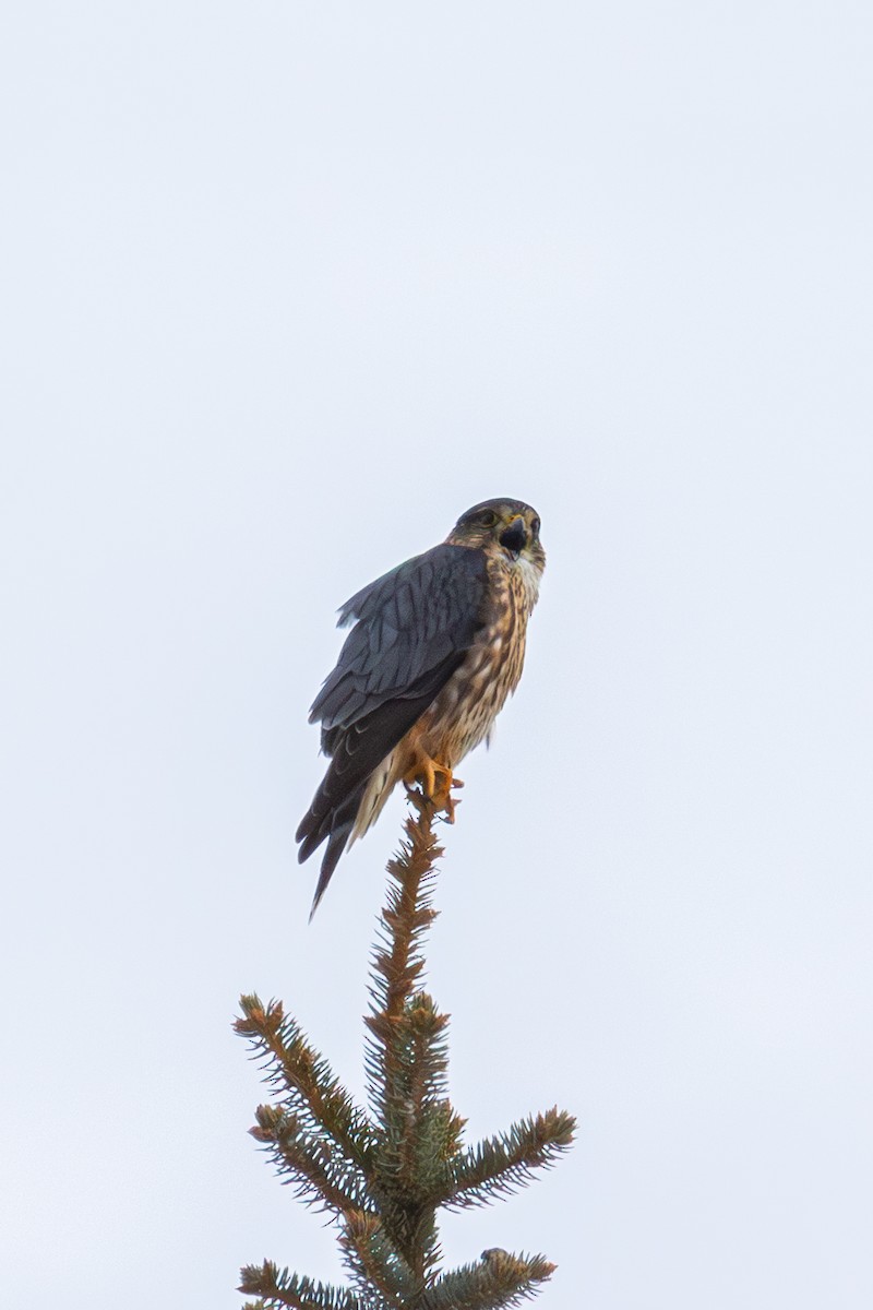 Merlin - ML646520640