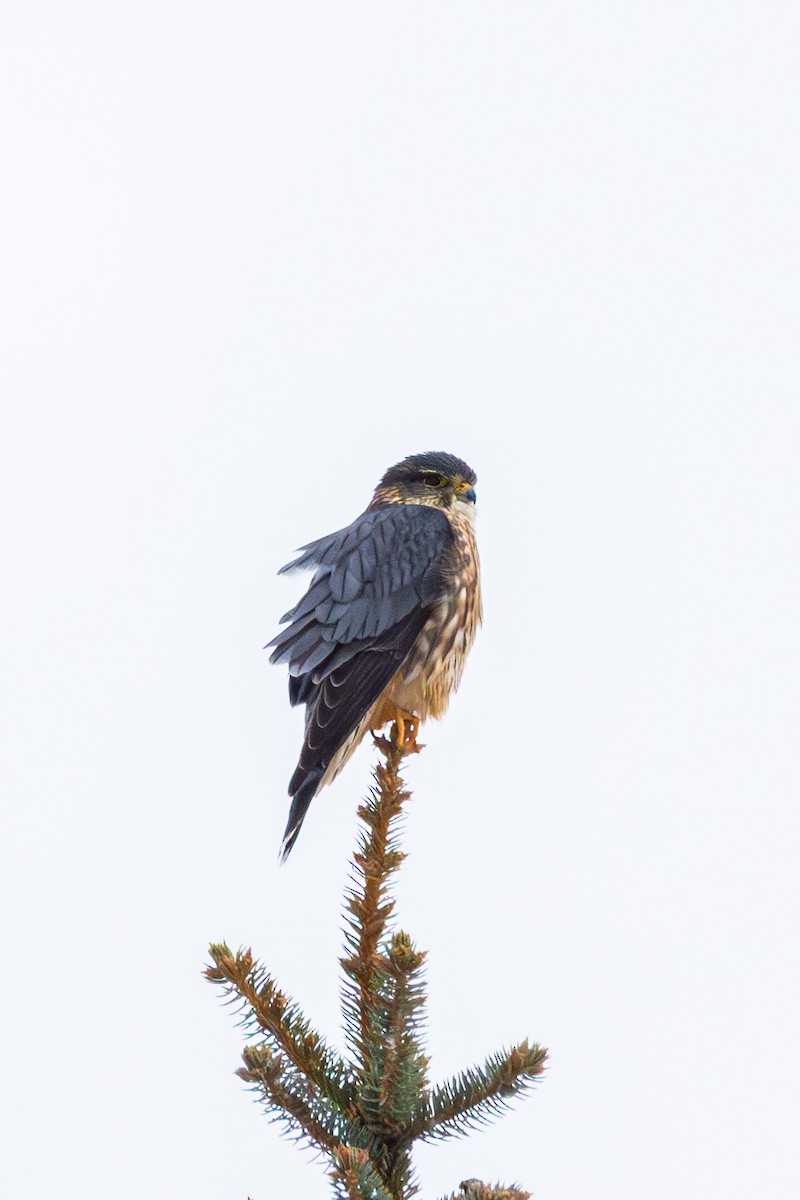 Merlin - ML646520641