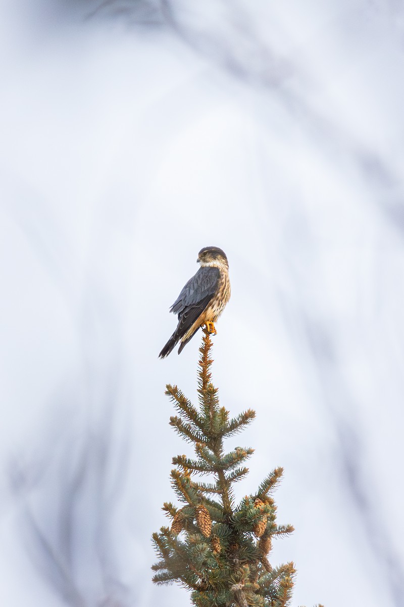 Merlin - ML646520642