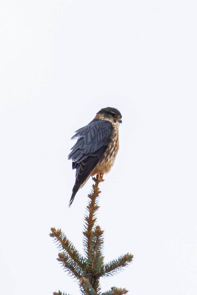 Merlin - ML646520643