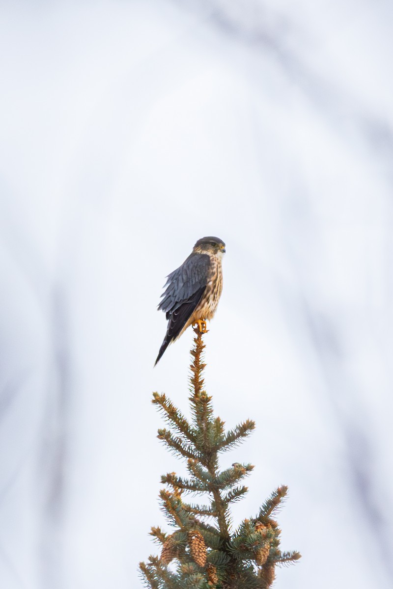 Merlin - ML646520644