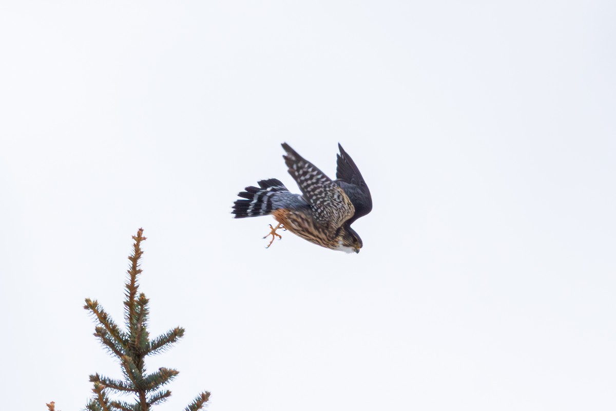 Merlin - ML646520646