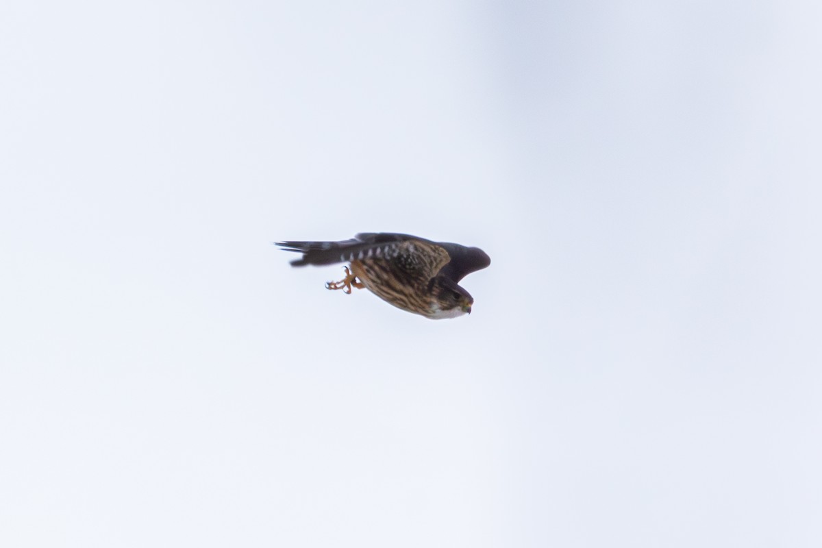 Merlin - ML646520647