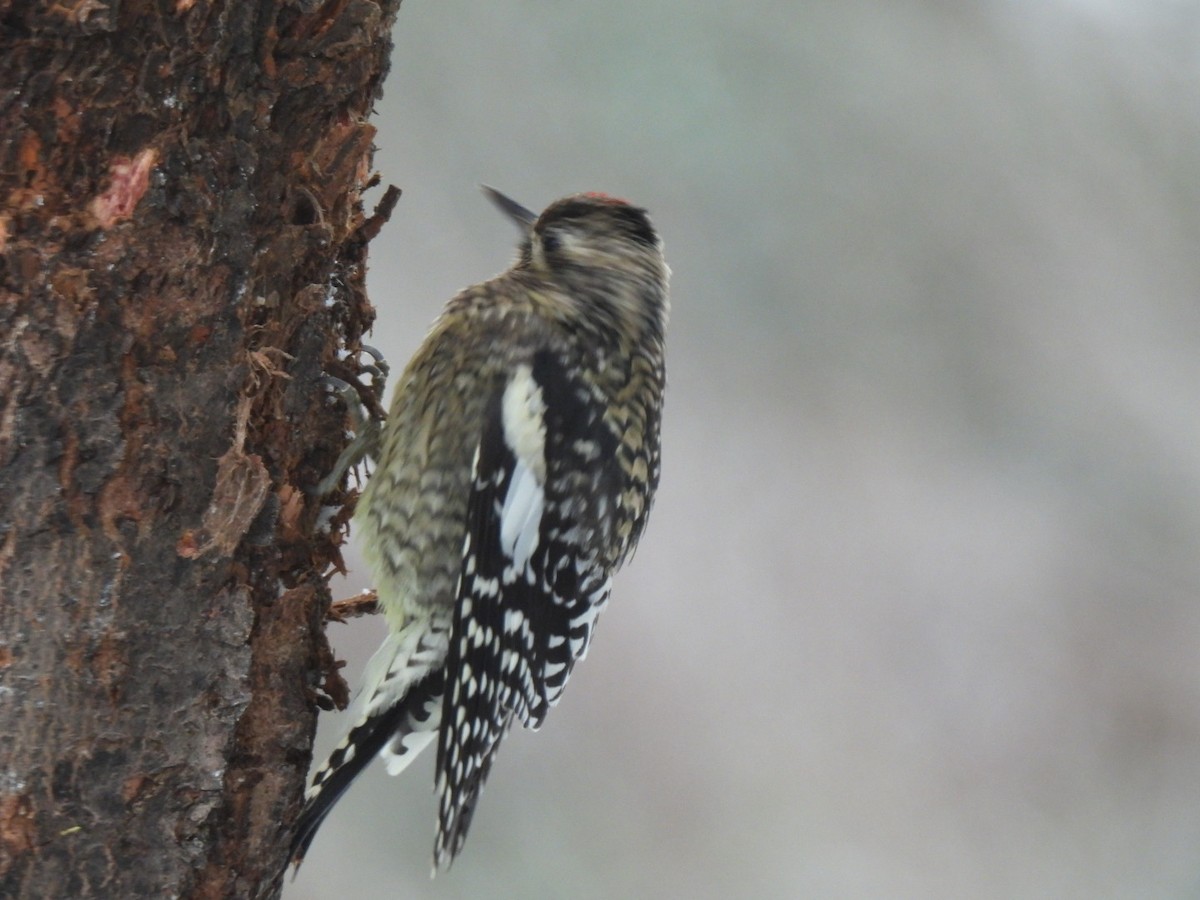 Yellow-bellied Sapsucker - ML646520648